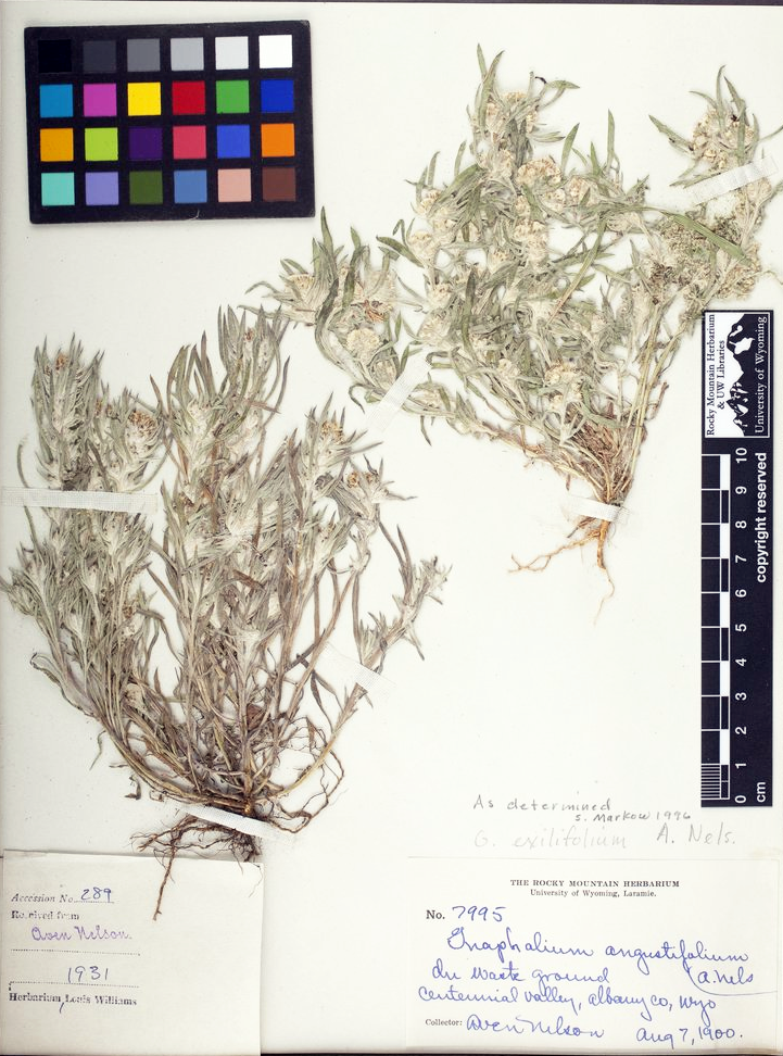 An of a specimen of Slender Cudweed, Gnaphalium exilifolium, collected by Aven Nelson.