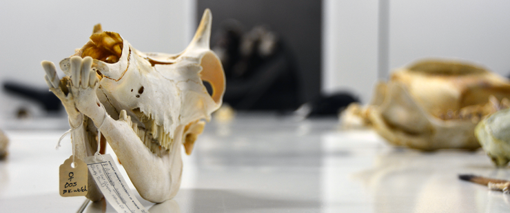 An unfiltered color image of a skull photographed in the Museum of Vertebrates. 